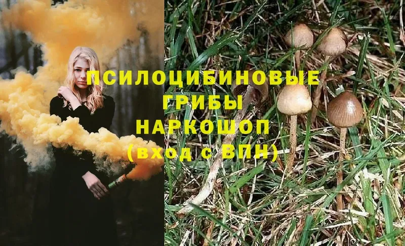 Псилоцибиновые грибы MAGIC MUSHROOMS  закладки  Ивангород 